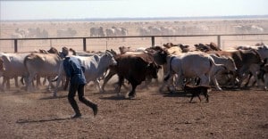 Cattle Farming - Livestock Truck Finance